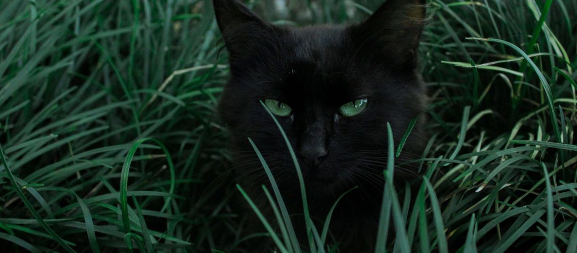 светът на суеверията 0